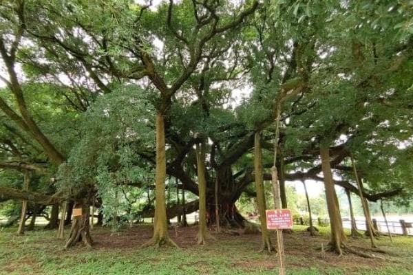 阳朔遇龙河十里画廊：春游打卡全攻略
