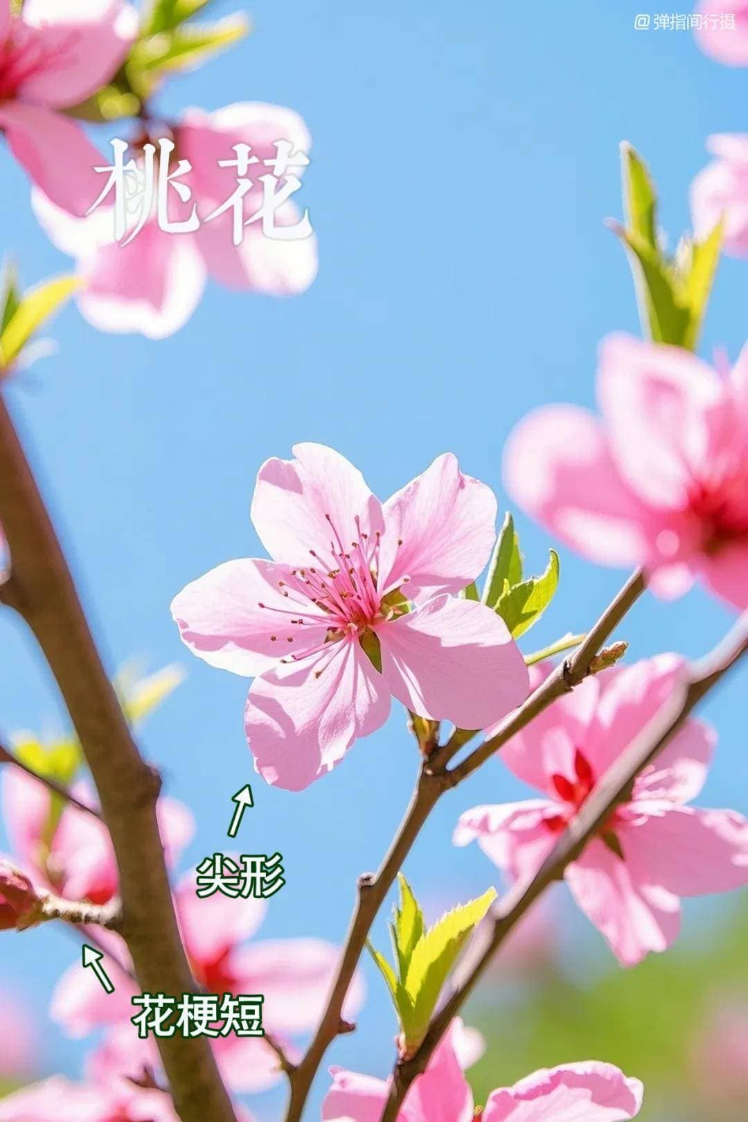 8种春日名花，30秒教你轻松识别！春游拍照不尴尬！