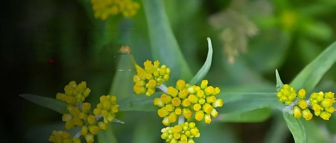 鼠曲草属植物：传统应用、化学成分、药理作用与质量控制