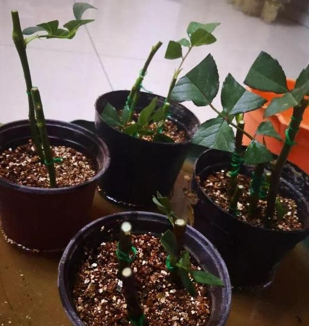 扦插育苗方法有哪些（植物繁殖靠扦插，5个操作简单的小方法）