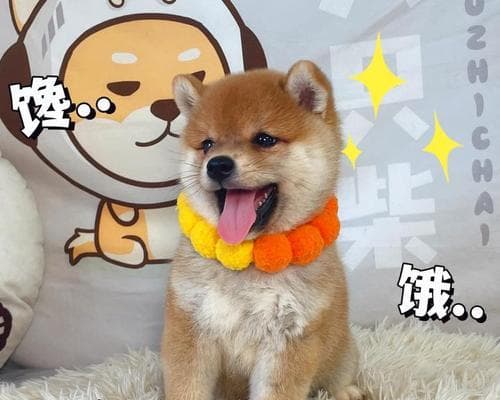 半年的柴犬还能训练吗？训练费用大概需要多少？
