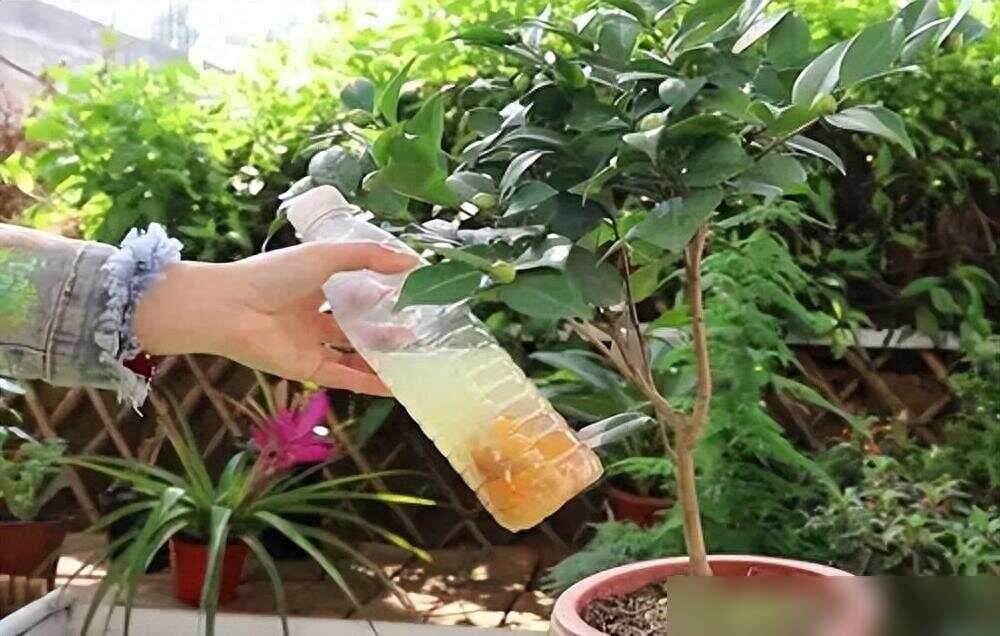 万能橘子皮，养花大法宝，比肥料强百倍，盆土肥沃，养啥都旺盛