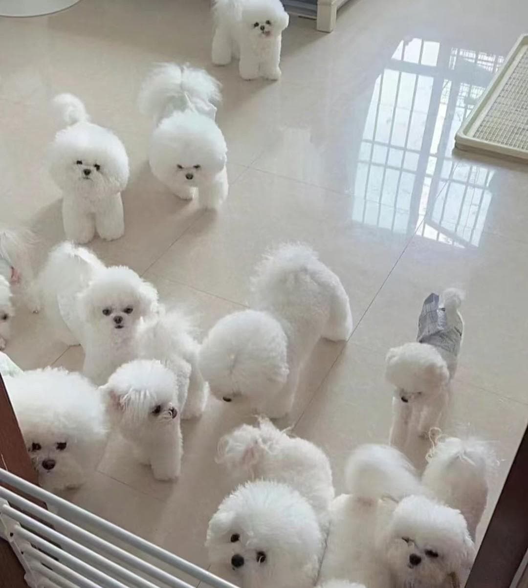比熊犬饲养全攻略：从适应期到毛发护理