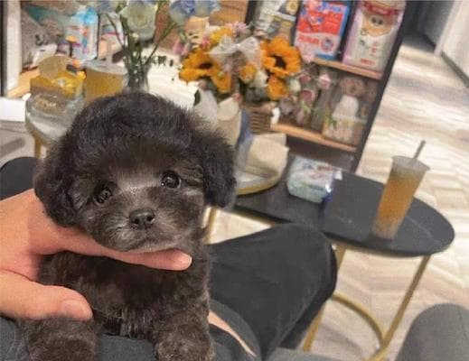 纯种泰迪犬价格调查与分析（探究市场上纯种泰迪犬的价格及其相关因素）