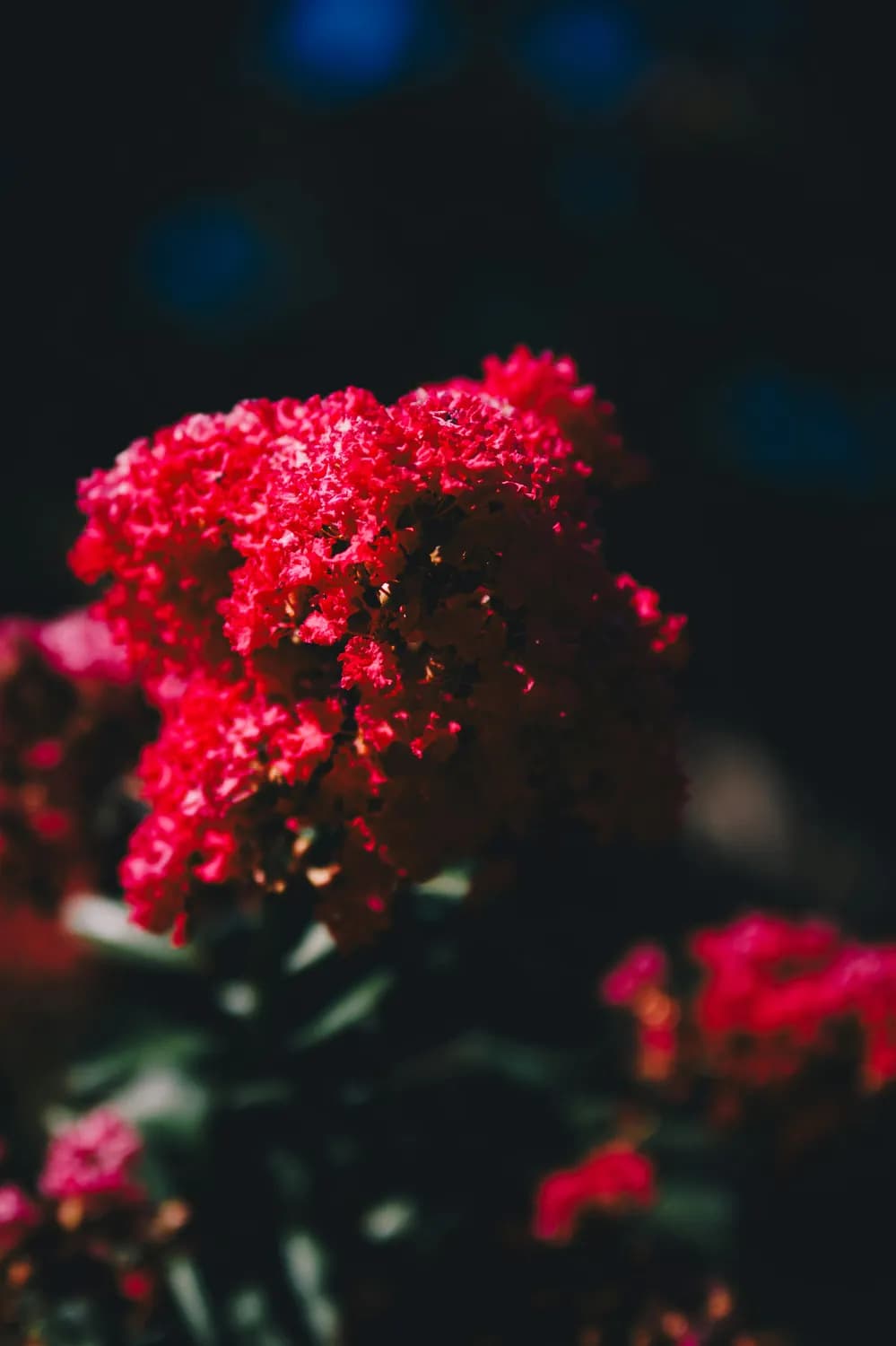 长寿花光照不足？这些小技巧让你花开满盆！
