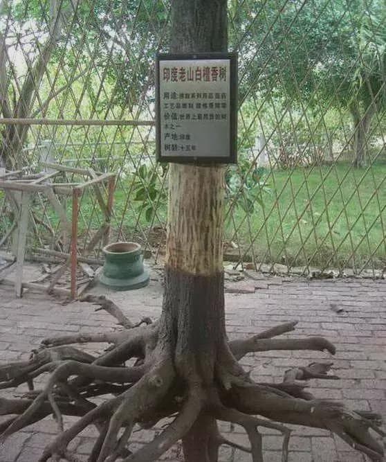 檀香木与檀香紫檀的区别