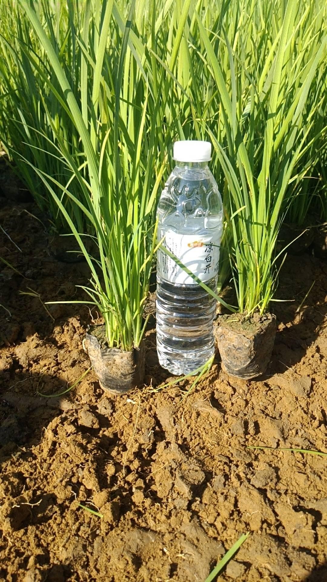马莲盆栽苗图片及种植方法分享？