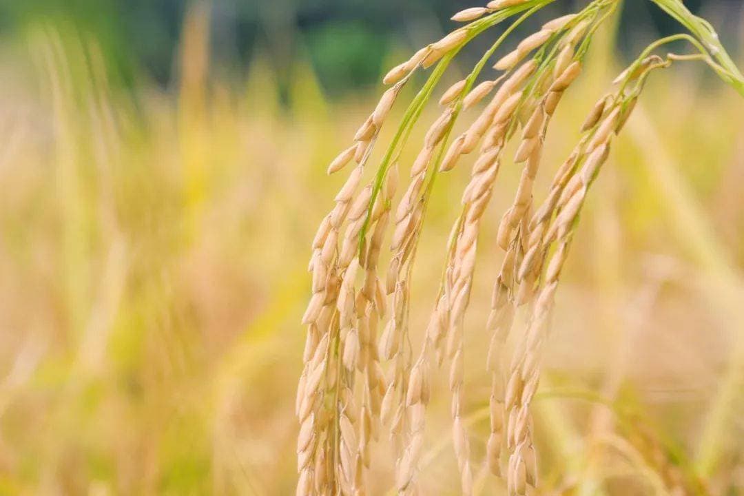 芒种节气有哪些传统习俗和文化内涵？