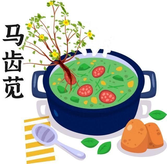 《本草纲目》故事：马齿苋治恶疮