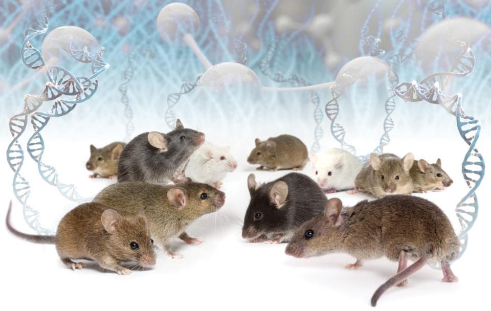 西湖大学学者最新Science论文：解析迄今最完整小鼠基因组图谱