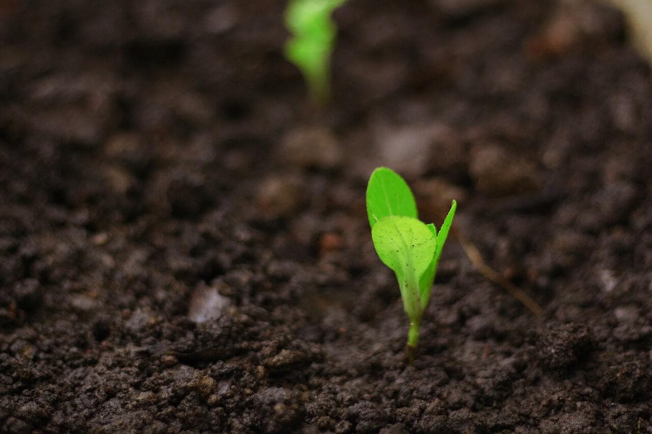 营养丰富的肥料：完整指南