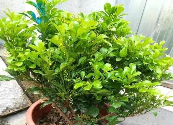 米兰花的种植与养护（从选种到施肥，让你轻松拥有美丽的米兰花）