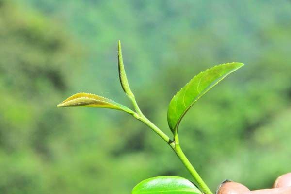 东方美人乌龙茶：台湾名茶的品质特征与品鉴指南