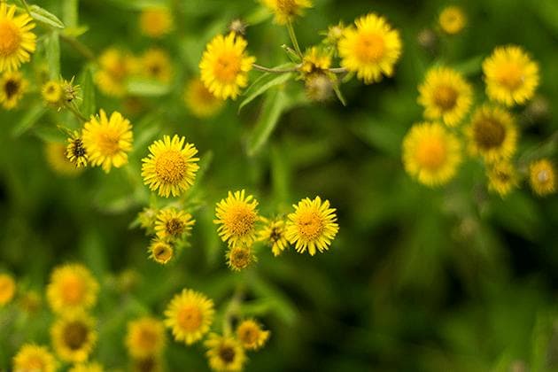 菊花的开花季节与养殖要点全解析