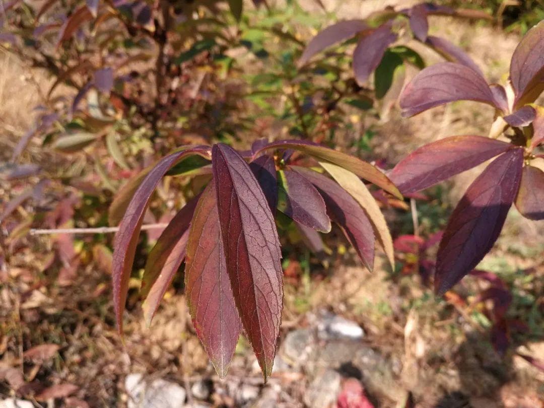 物语之中国特有物种--金钟花（Forsythia viridissima）