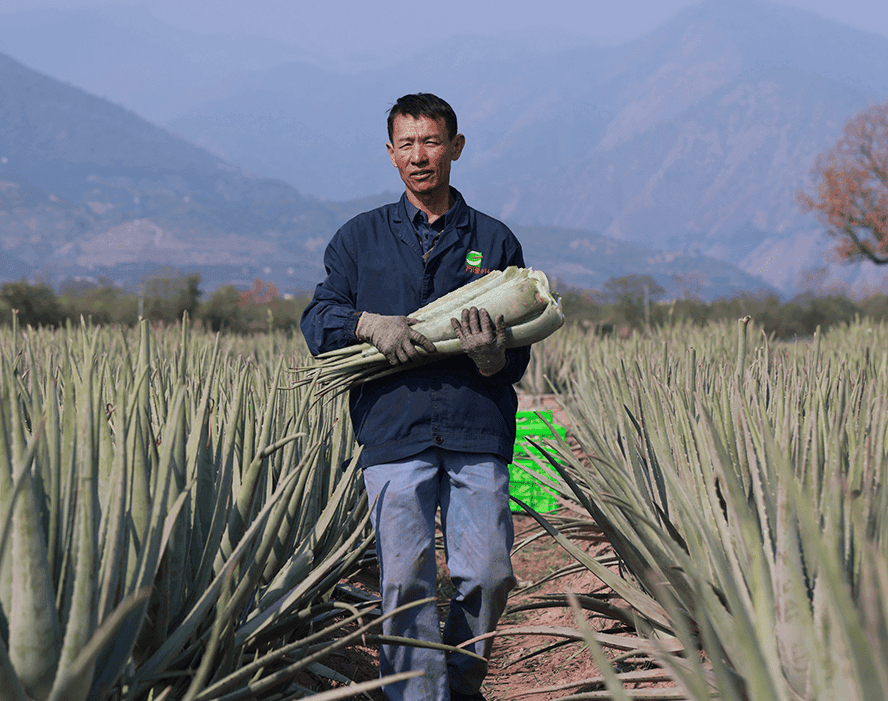 芦荟多糖：自然界的抗炎愈合奇迹