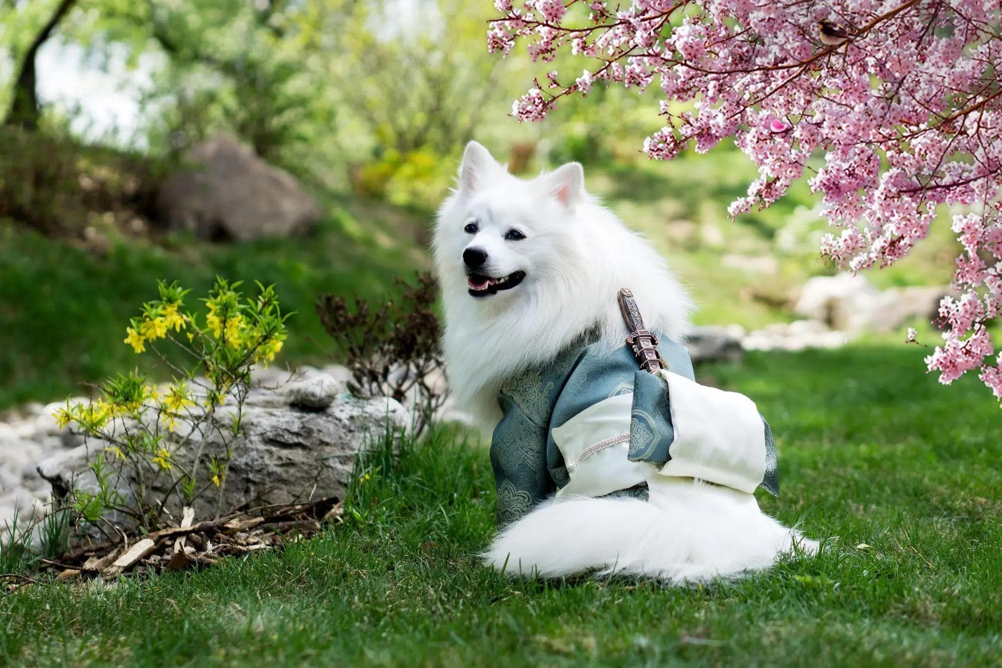 银狐犬：源自日本的中小型犬种，既可作警戒犬也可作伴侣犬