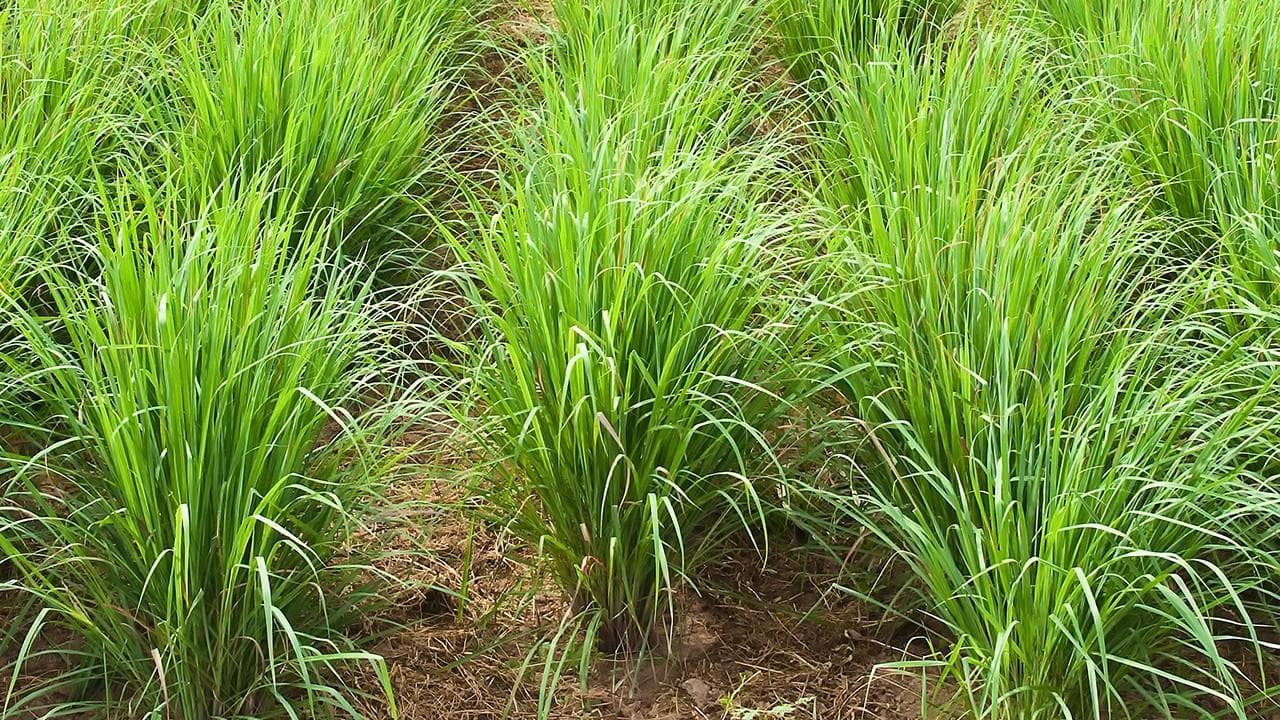 紫苏籽油的功效与作用：促进血液循环、增强记忆力、延缓衰老