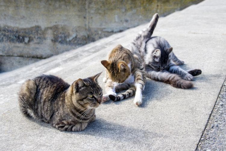 日本猫岛：25%的人，75%的猫，一个让爱猫人士心驰神往的梦幻之地