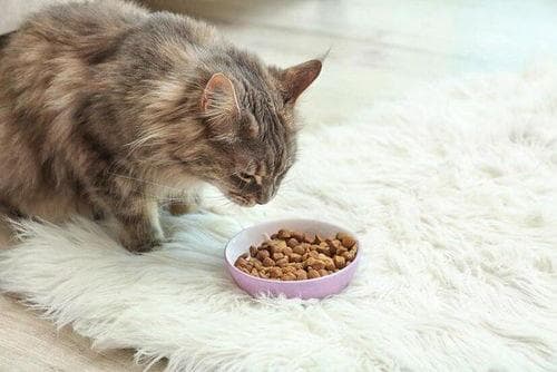产后猫咪营养补充，选对食物是关键。
