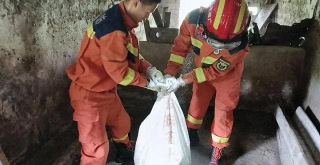全国多地现缅甸蟒，为何每次都是它？守护我国生态的大蛇却把佛罗里达坑惨了