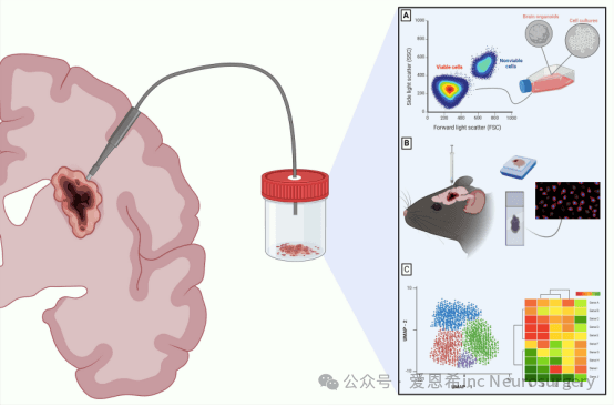 面向标准化的神经肿瘤学脑肿瘤组织处理方案：胶质瘤及其他类型的展望
