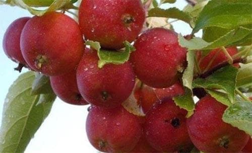 滁州美食攻略：十种特色小吃与传统名菜