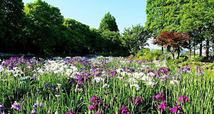 菖蒲的花语与文化背景（探秘菖蒲的历史渊源与象征意义）