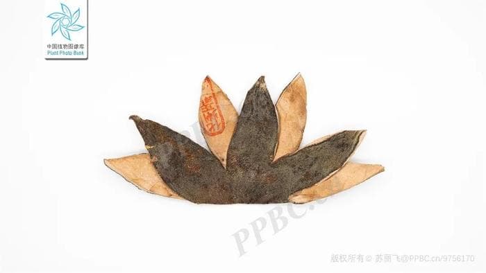 “治痰圣药”化橘红成分研究，有新进展！