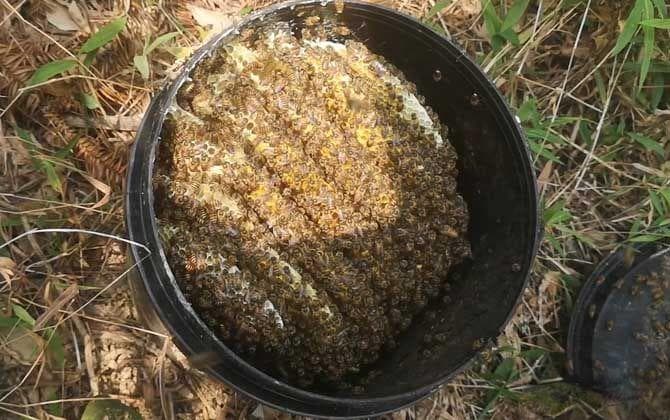 诱蜂箱使用指南：最佳时间与摆放位置详解