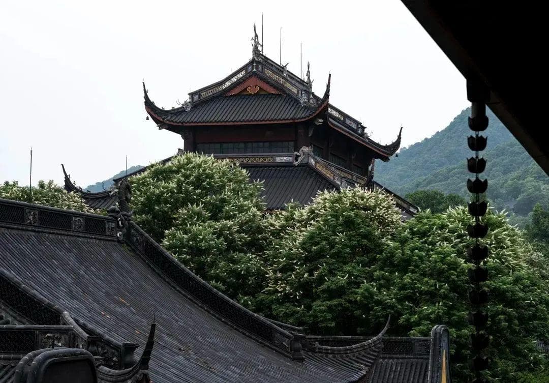 灵隐寺千年七叶树开花了！形似宝塔，见者好运