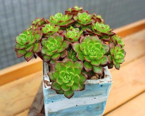 多肉植物室内养护指南：如何解决光照不足问题？
