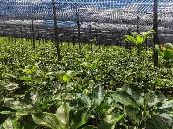 打造“种业芯片” 云南白药加速中药材产业全链生态体系建设