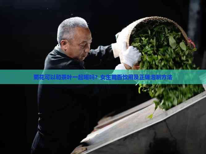 菊花可以和茶叶一起喝吗？女生能否饮用及正确泡制方法