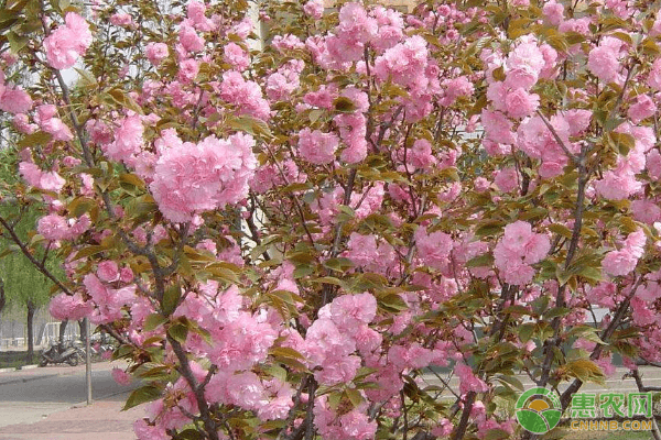 春天适合种什么花30种？