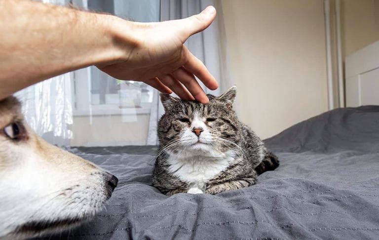 打造完美人猫关系：掌握这些秘诀，让猫咪对你投怀送抱！
