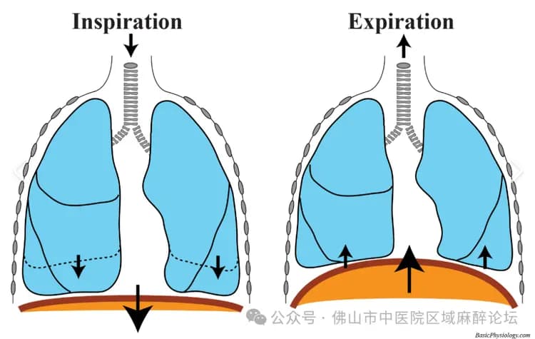 秒“懂”系列| 膈肌活动度评估知多少