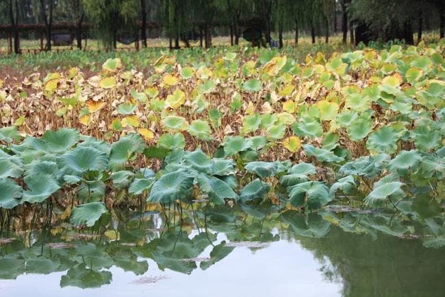 【摄影报道】京杭大运河枣庄台儿庄段生态湿地公园秋景如画