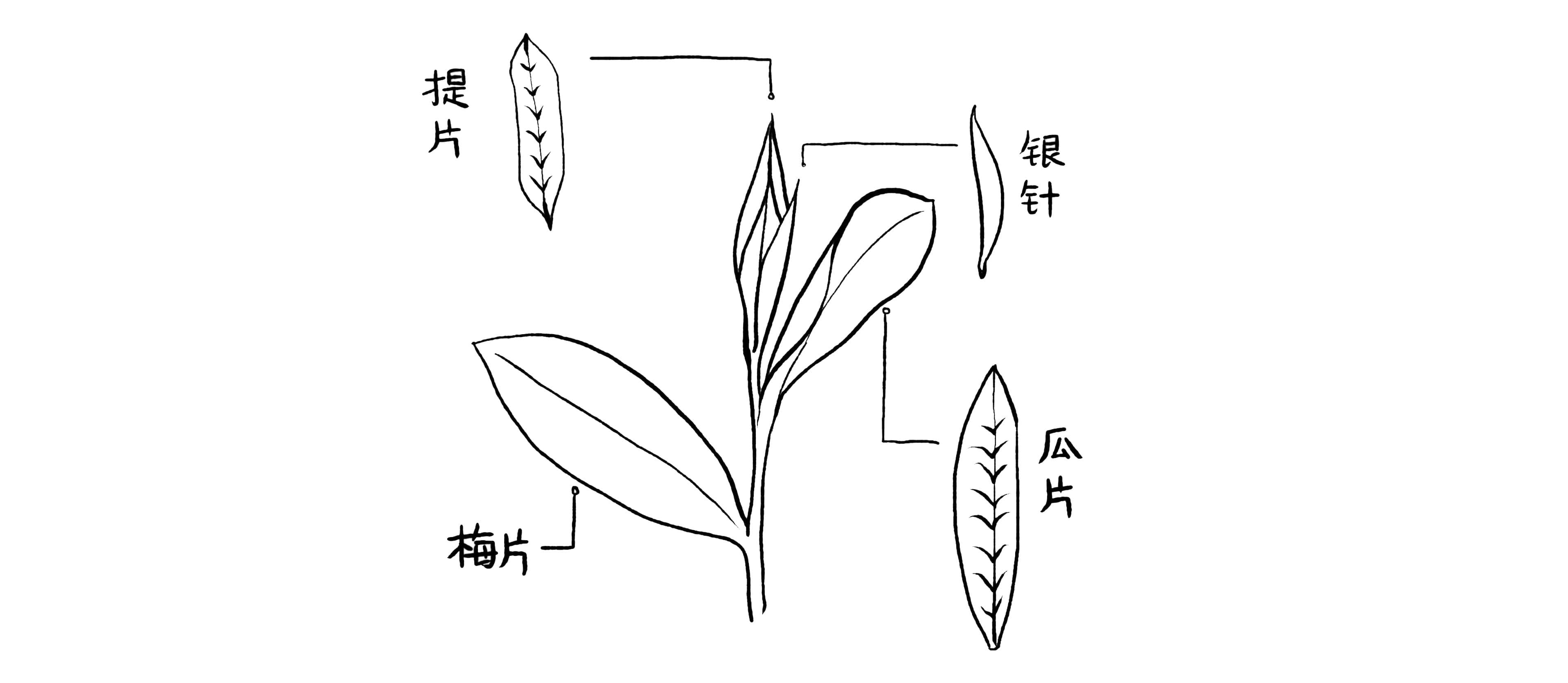 六安瓜片：中国十大名茶之一的制作工艺与品鉴指南