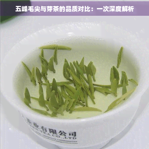 五峰毛尖与芽茶的品质对比：一次深度解析