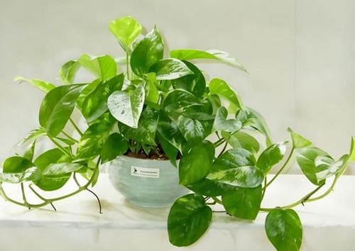 卫生间门口放什么植物风水好