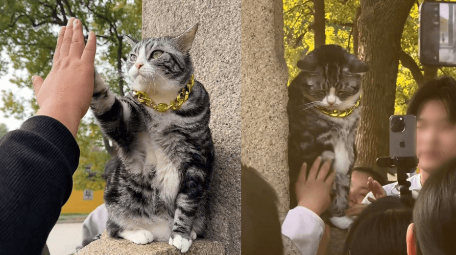寺庙能否带宠物？从苏州西园寺"击掌猫"看佛教对待宠物的态度