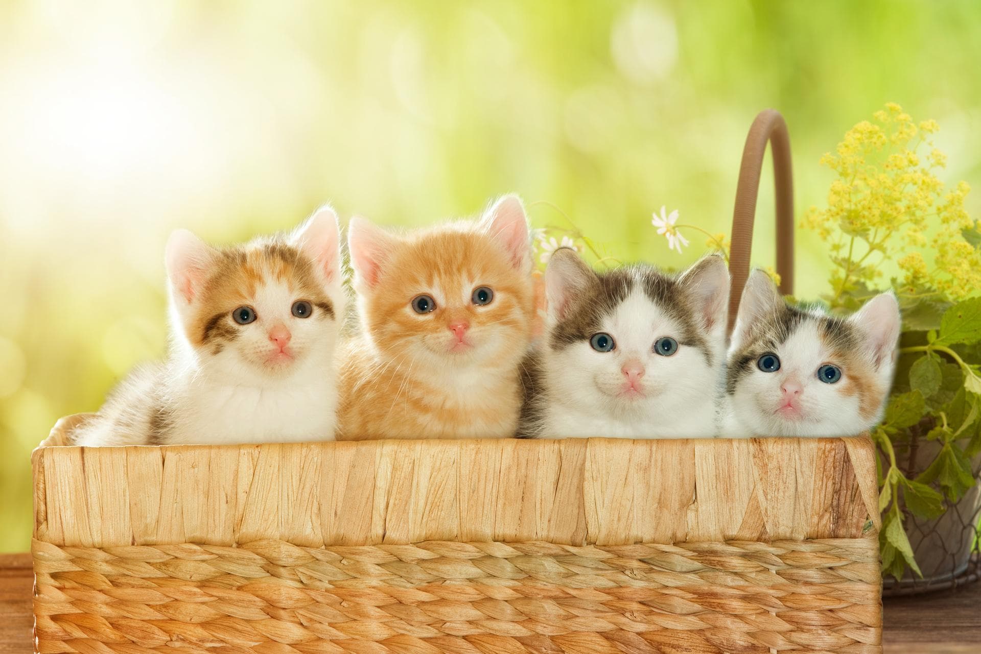 按颜色发现猫的品种：特征和好奇心