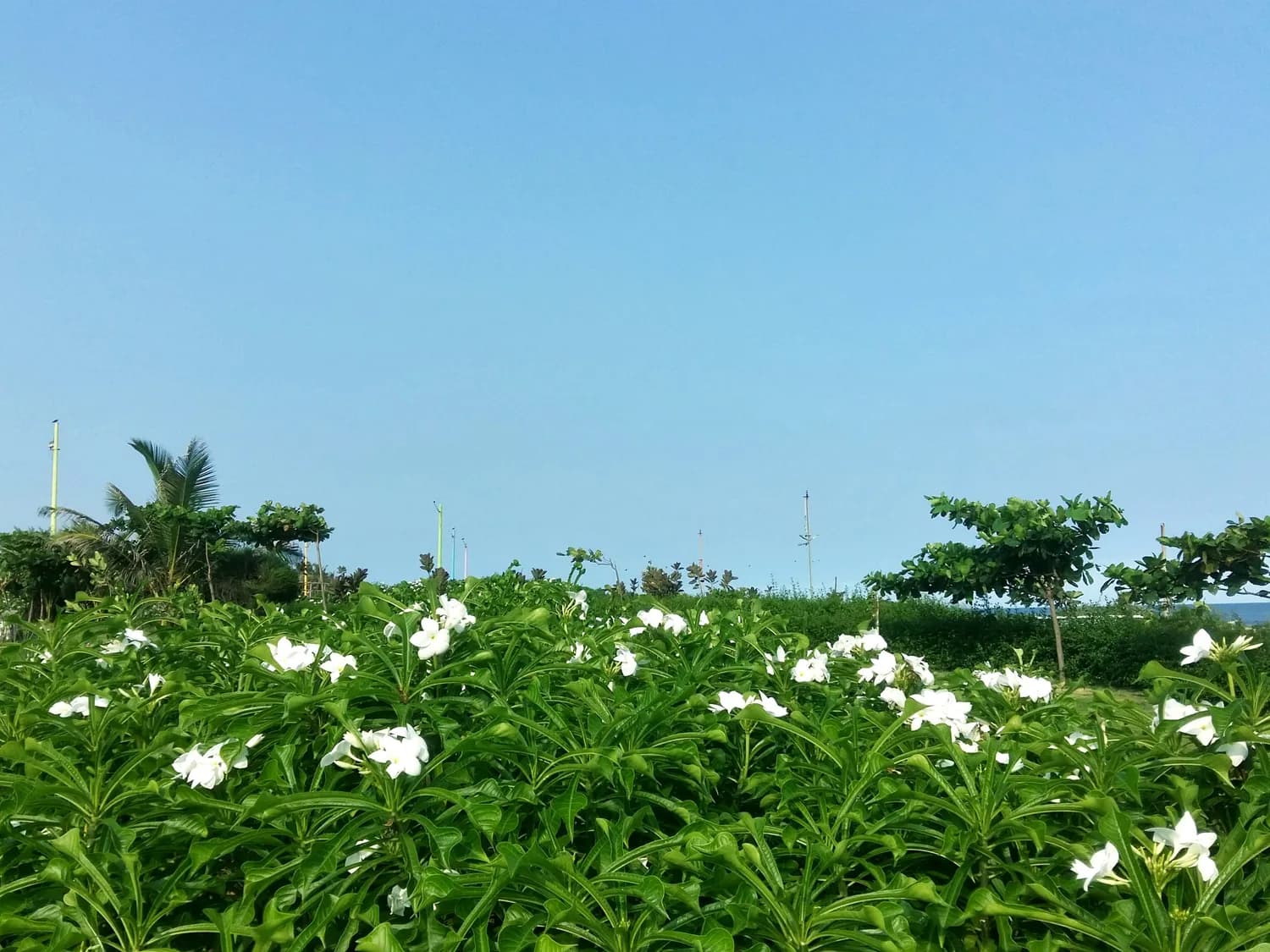 横州茉莉花与福州茶文化：谁更能代表中国？