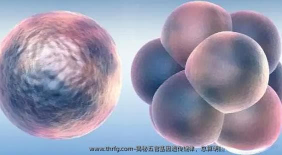 揭秘五官基因遗传规律，总算明白宝宝颜值取决于谁了