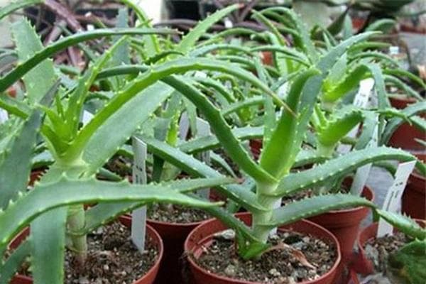 芦荟的种植方法与技巧