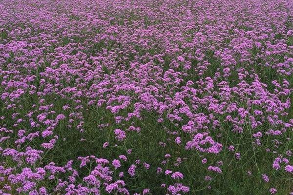 马鞭草：花期三个月的紫色花海，园林庭院观赏佳品