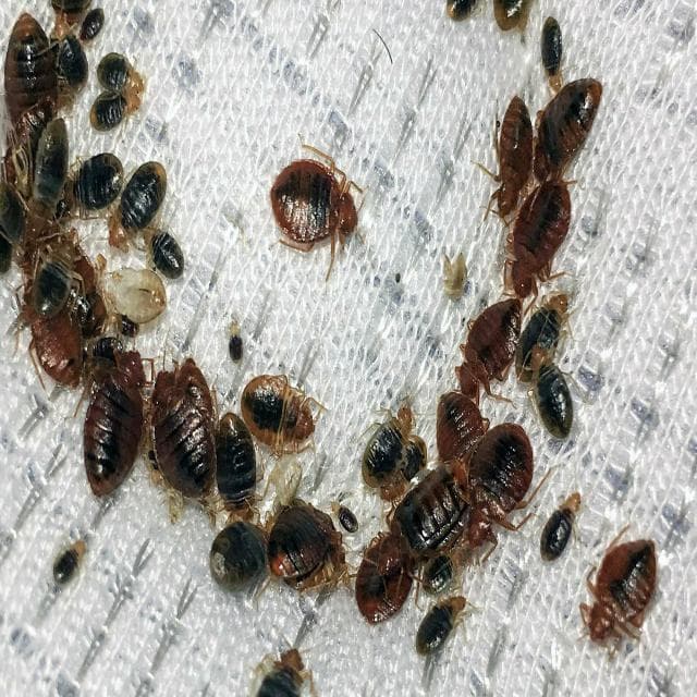 治疗嗓子干哑最有效的方法|如何快速治疗嗓子干哑
