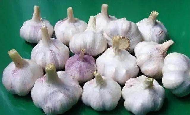 大蒜老是发芽？菜农教我这招，存放一年都不发芽！