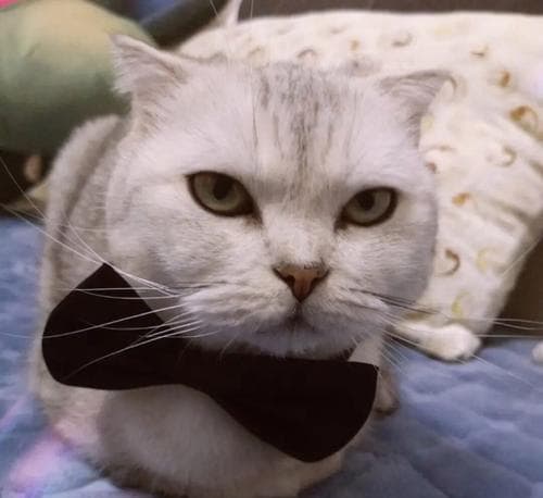 15个实用技巧：如何训练你的猫咪变得更聪明